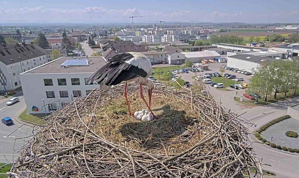 Störche Perg