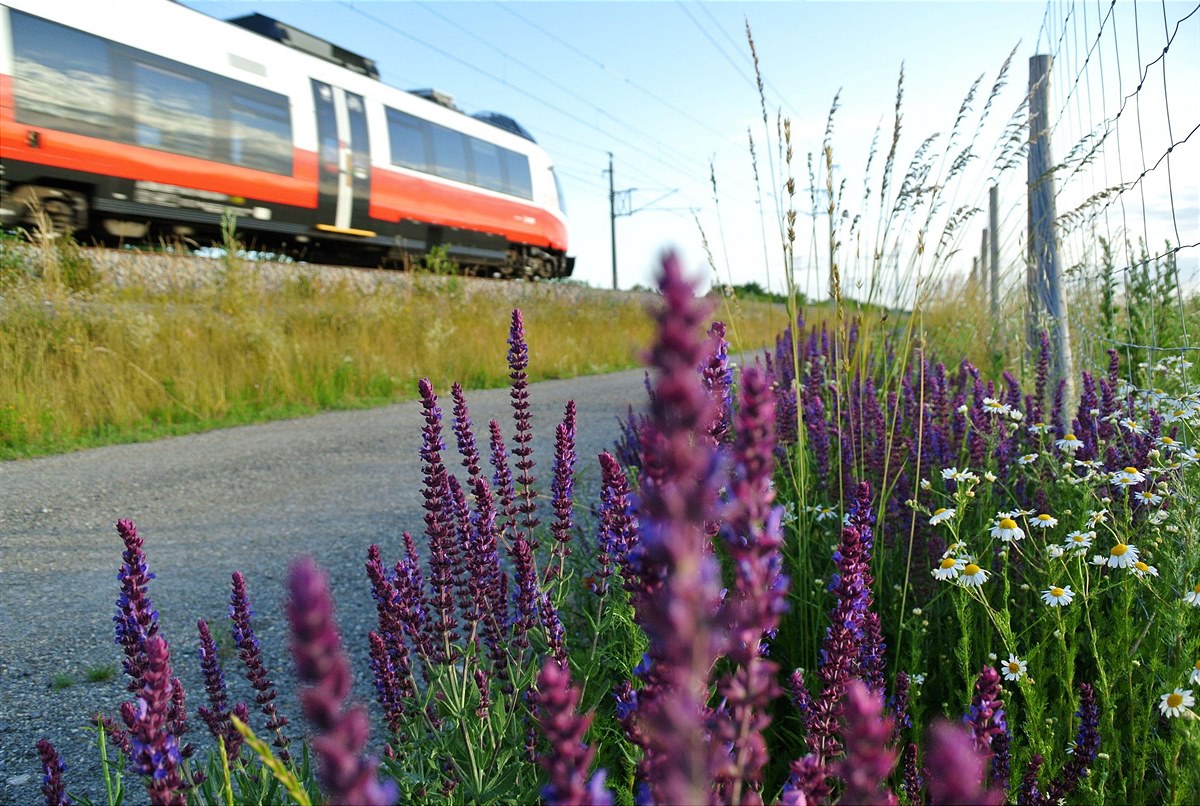 20210630_Wilder-Salbei-und-Kamille-am-Bahnbegleitweg-Muenchendorf-mit-begruentem-Bahndamm-c-OeBB-Alex-Wallner