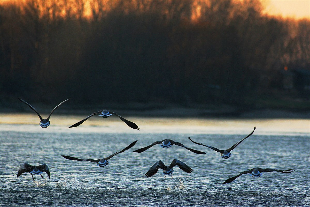 Wasservögel