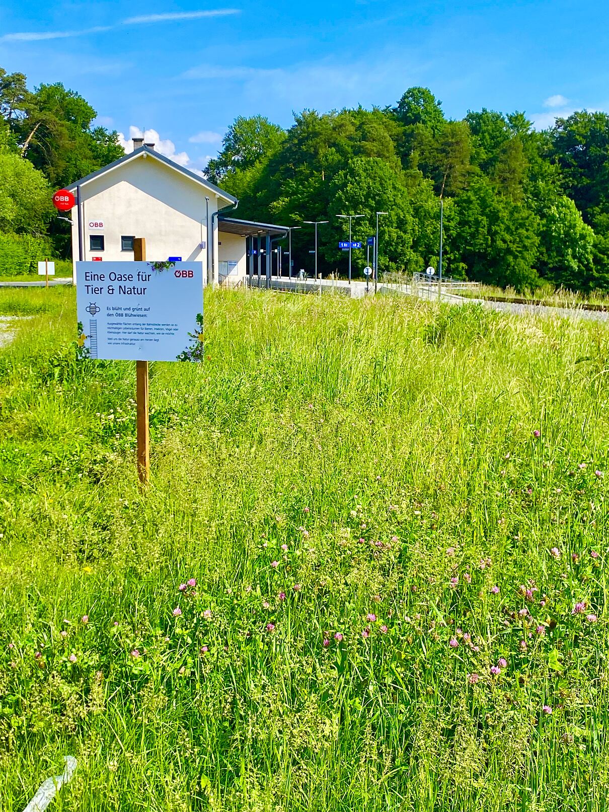 ÖBB Bienen- und Blumenwiese Grafendorf