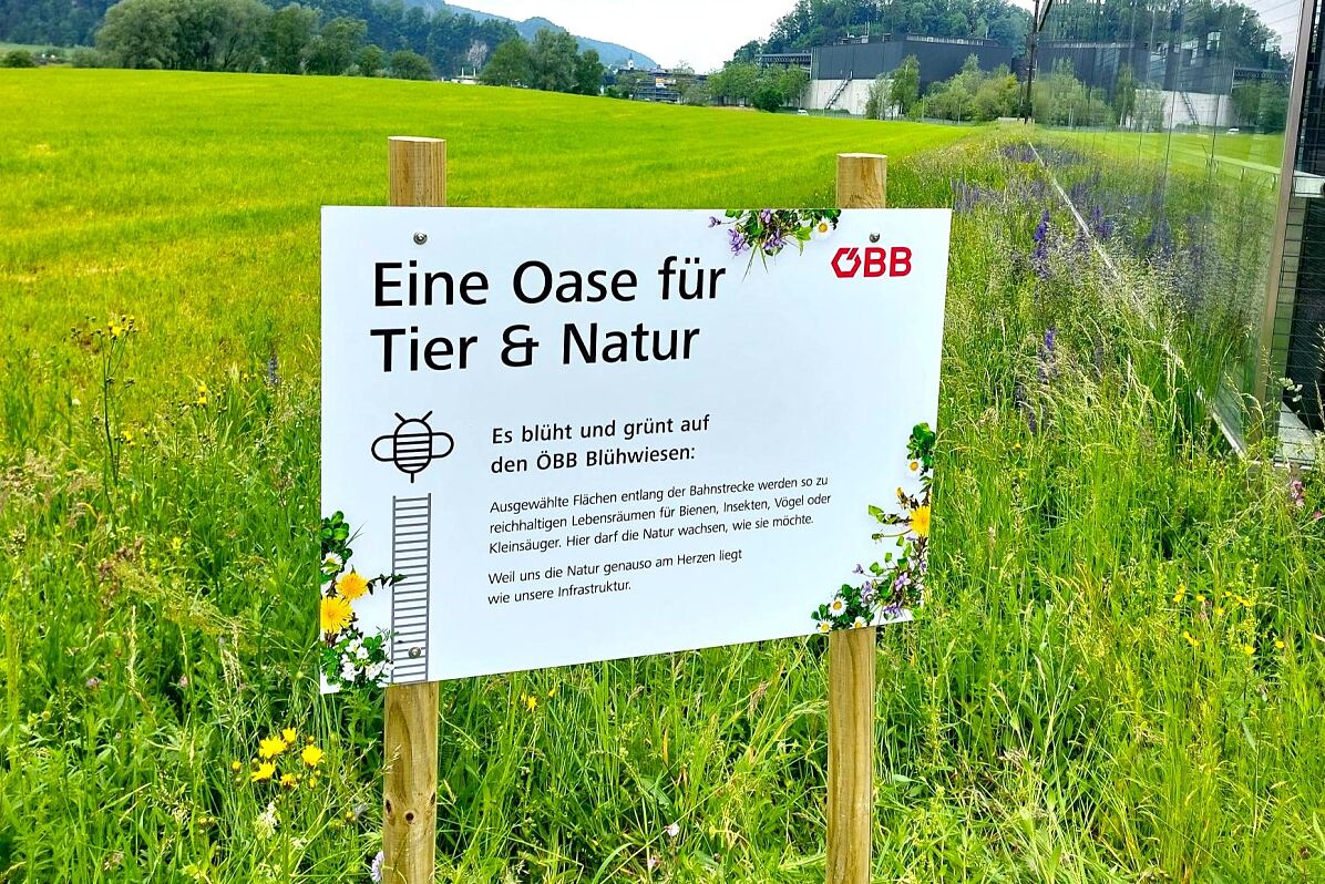 Blühwiese in Altach (c) oebb_Julian Hackl (2)