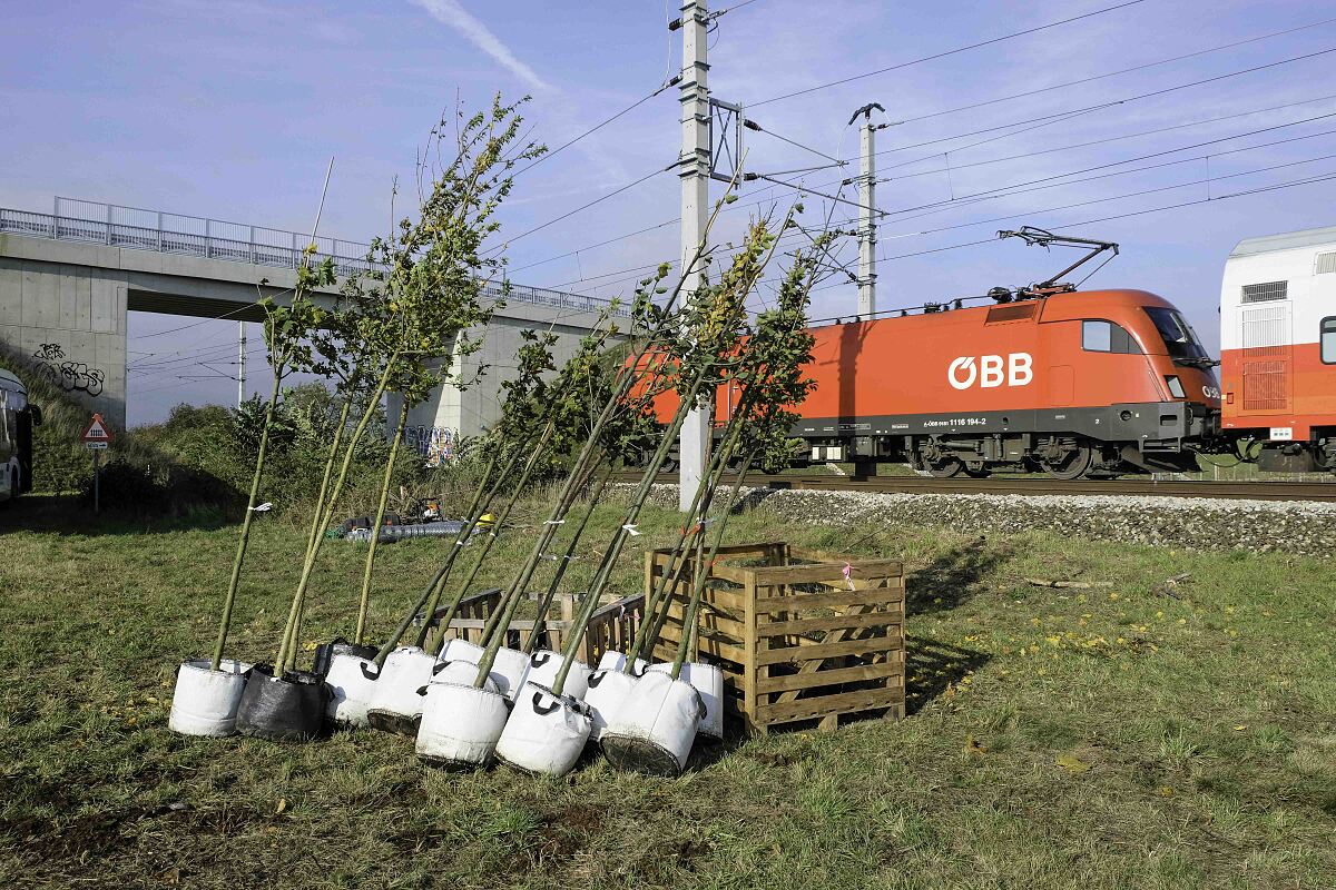Nordbahn_Bepflanzungsaktion mit VS Deutsch-Wagram